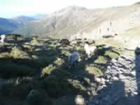 Korsika Bild 137